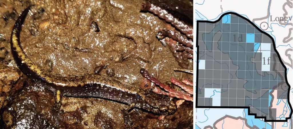 Dunn's Salamander distribution columbia county oregon