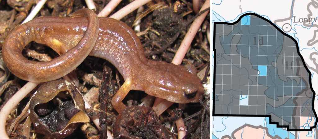 Oregon Ensatina distribution columbia county oregon