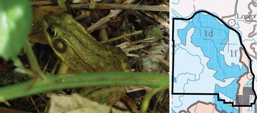 Green Frog distribution columbia county oregon