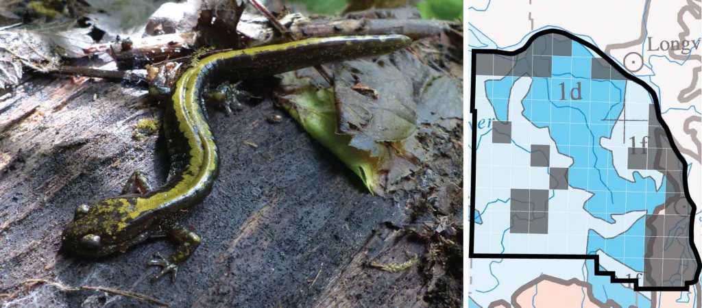 Long-toed Salamander distribution columbia county oregon