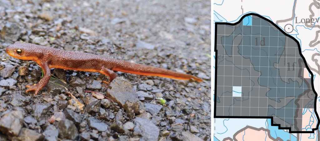 Rough-skinned Newt distribution columbia county oregon
