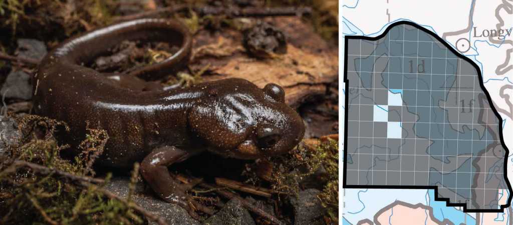 Northwestern Salamander distribution columbia county oregon