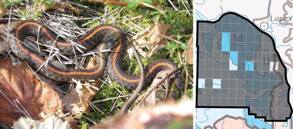 Northwestern Garter Snake distribution columbia county oregon