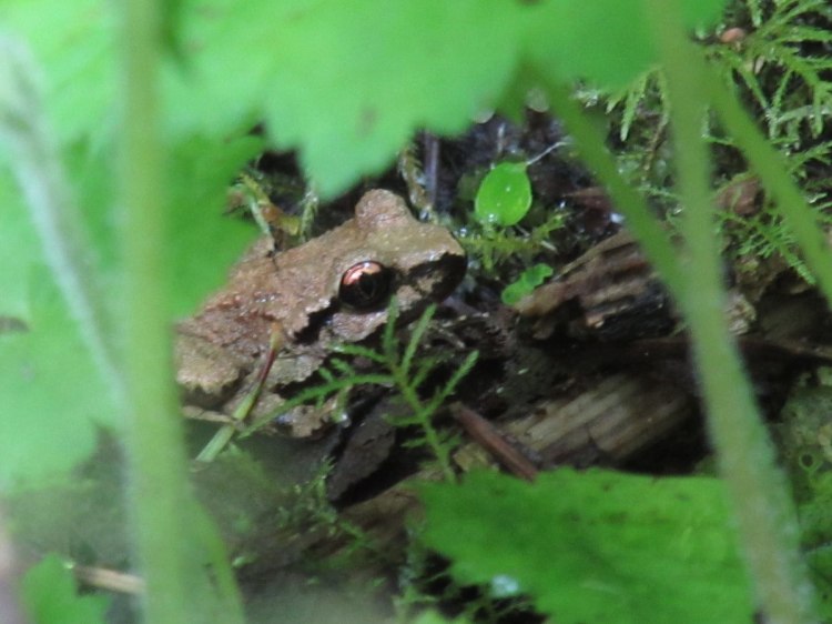 Coastal Tailed Frog Lava Creek Falls