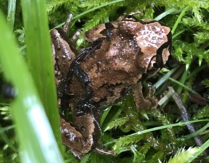 Coastal Tailed Frog Lava Creek Falls