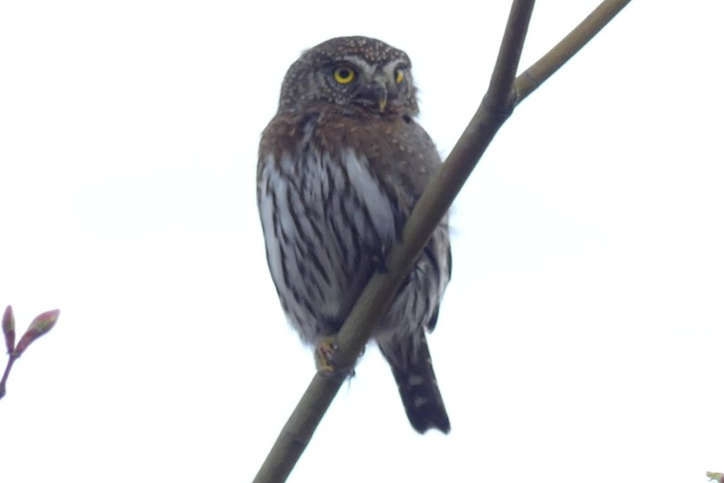 Pygmy Owl carcus creek