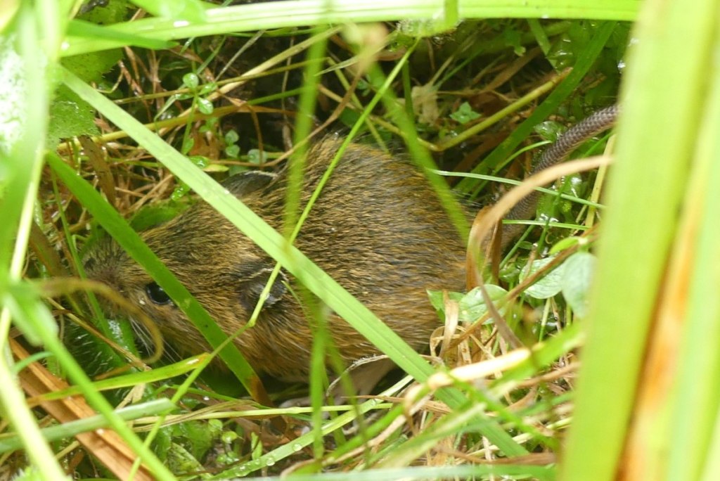 Pacific Jumping Mouse Carcus Creek