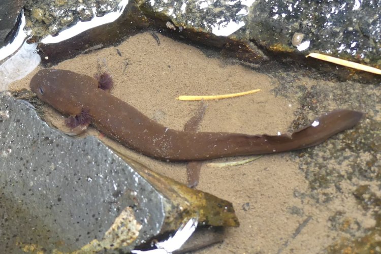 Coastal Giant Salamander Carcus Creek Lava Falls