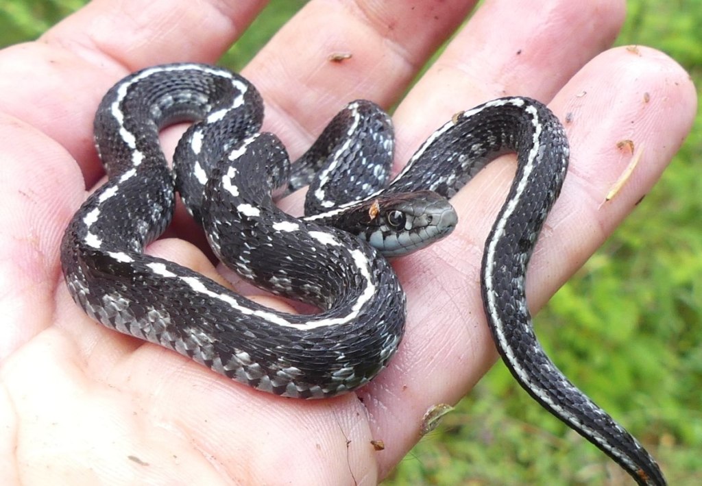 Western Terrestrial Garter Snake Carcus Creek