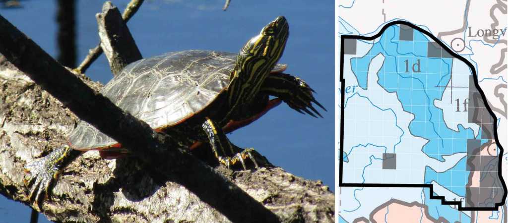 Painted Turtle distribution columbia county oregon