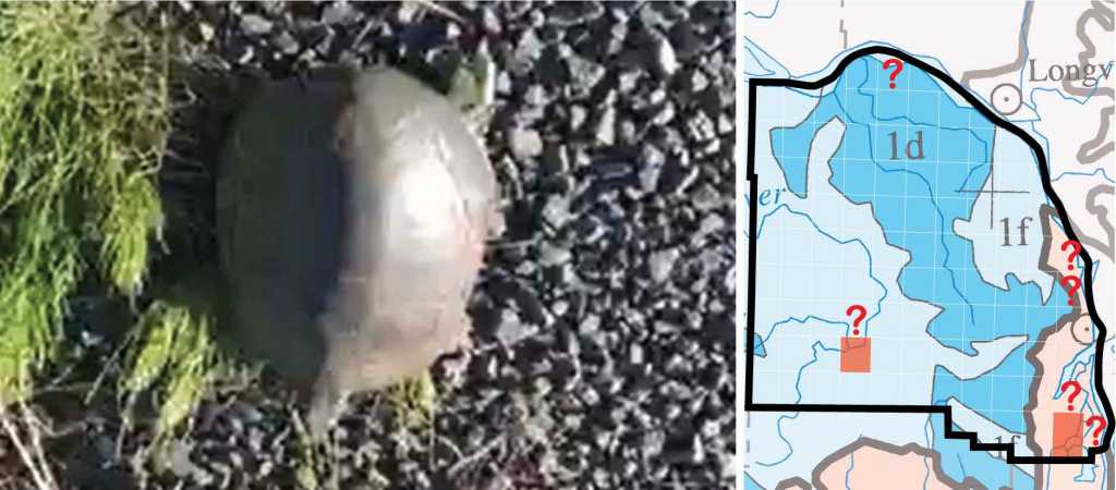 Western Pond Turtle distribution columbia county oregon