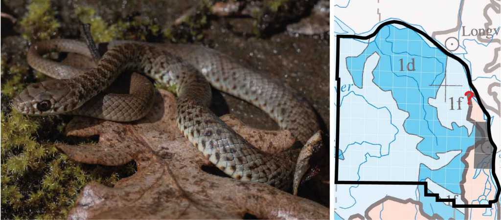 Western Yellow-bellied Racer distribution columbia county oregon