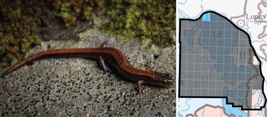 Western Red-backed Salamander distribution columbia county oregon