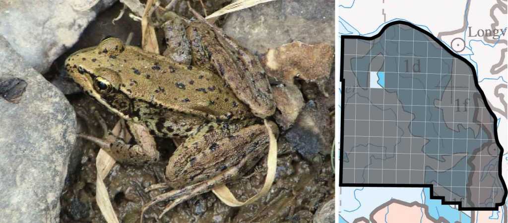 Northern Red Legged Frog distribution columbia county oregon