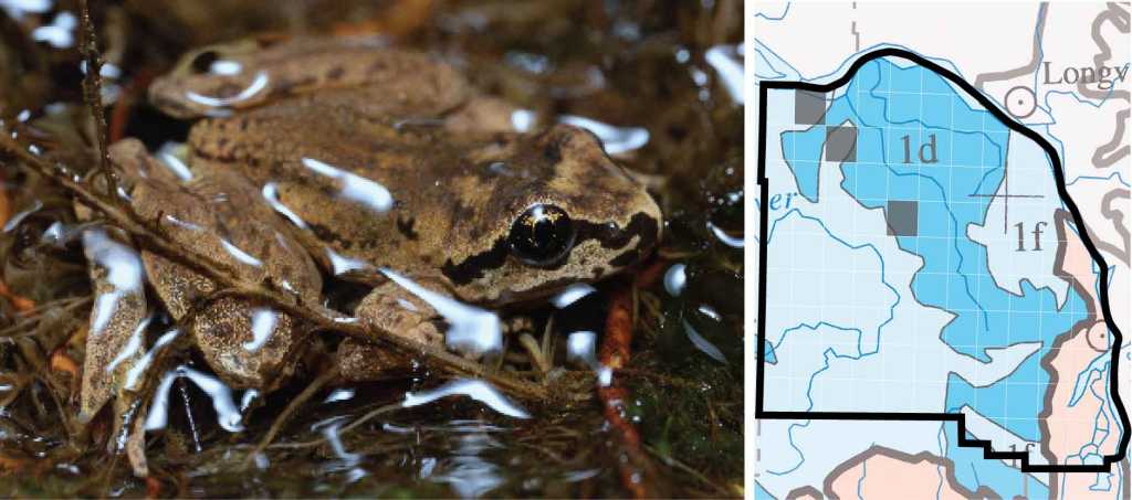 Coastal Tailed Frog distribution columbia county oregon