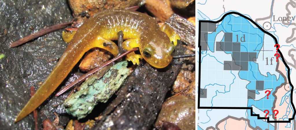 Columbia Torrent Salamander distribution columbia county oregon