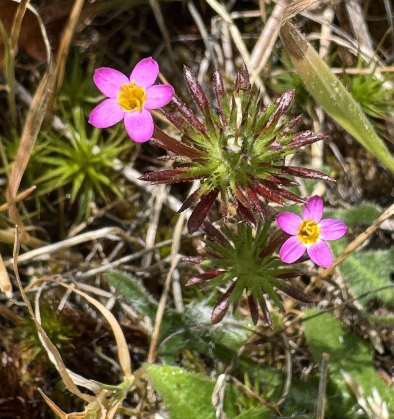 Bicolor Babystars st. helens oregon Boise cascade
