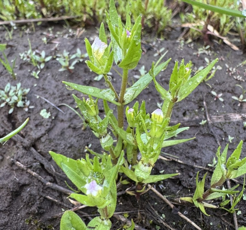 Bractless Hedge-Hyssop st. helens oregon Boise cascade