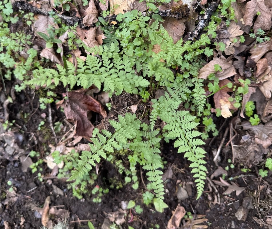 Brittle Bladderfern st. helens oregon Boise cascade
