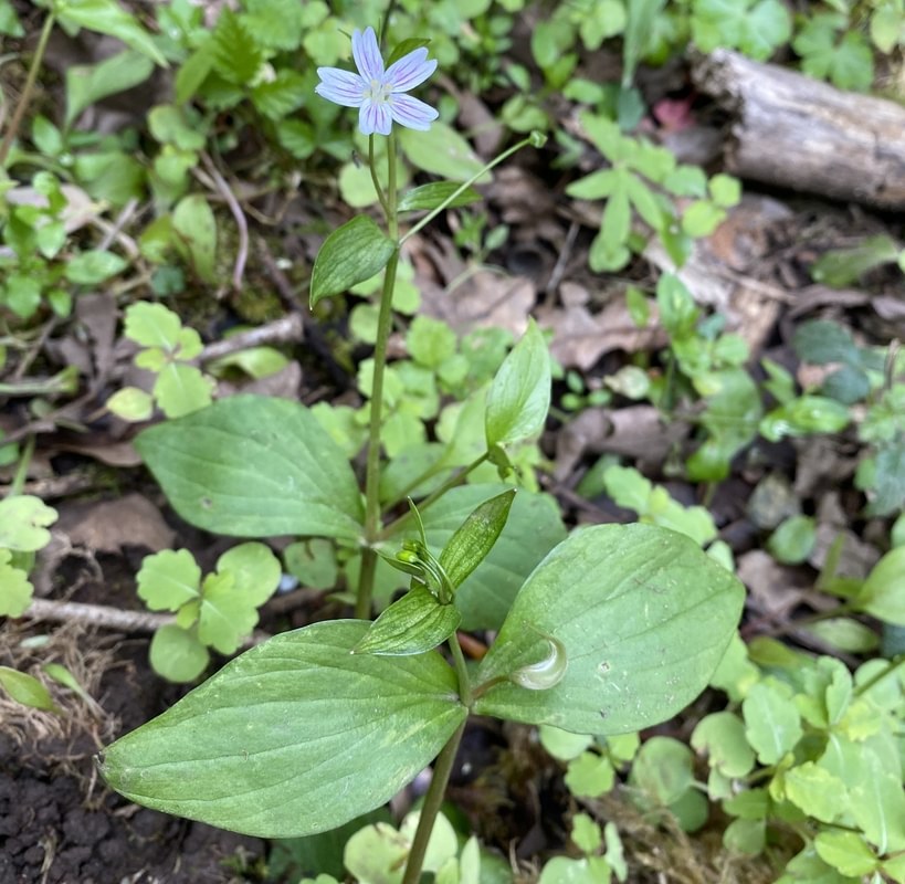 Candy Flower st. helens oregon Boise cascade