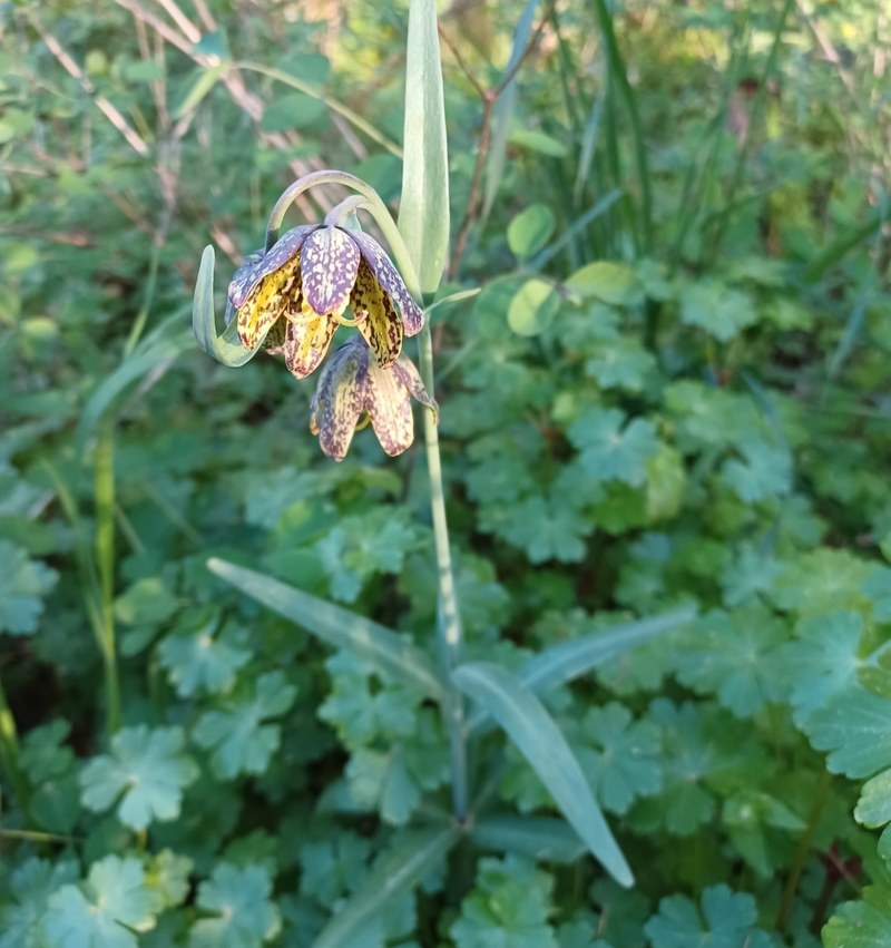 Checker Lily st. helens oregon Boise cascade