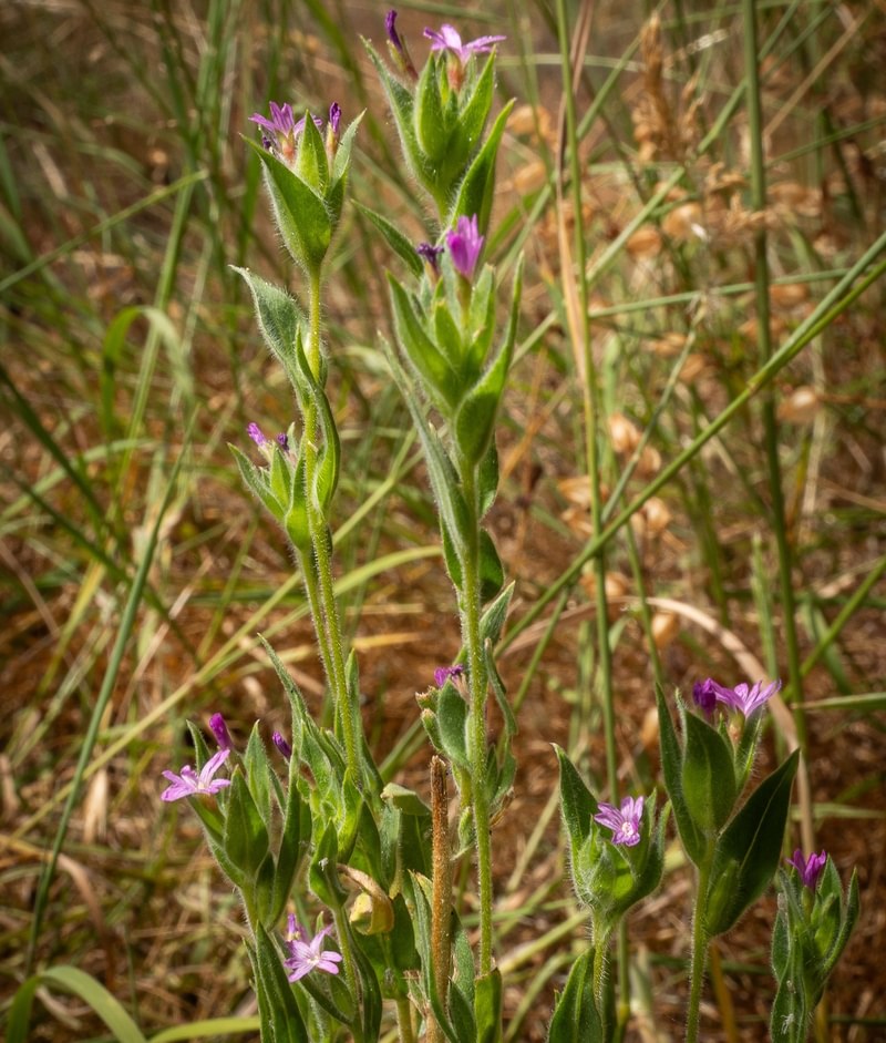 Denseflower Willowherb st. helens oregon Boise cascade
