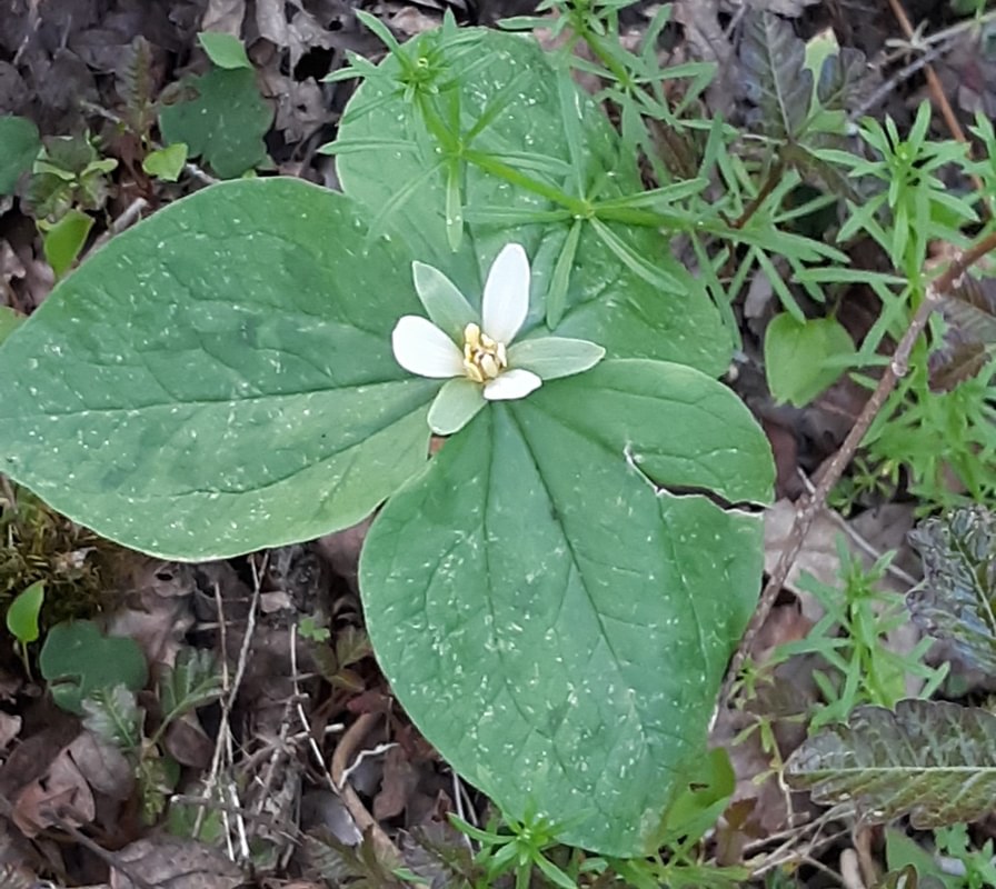 Small-flowered Trillium st. helens oregon Boise cascade