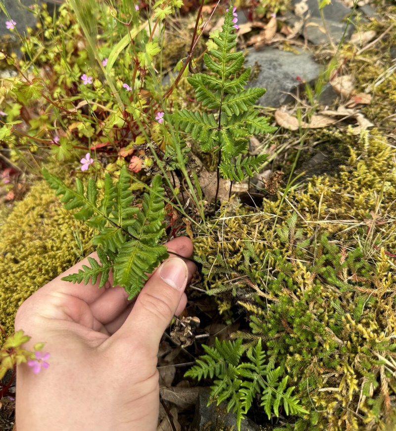 Goldback Fern st. helens oregon Boise cascade