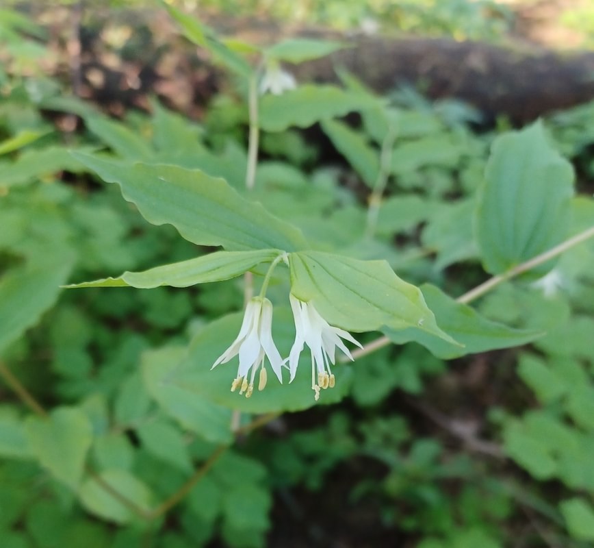 Hooker's Fairybells st. helens oregon Boise cascade