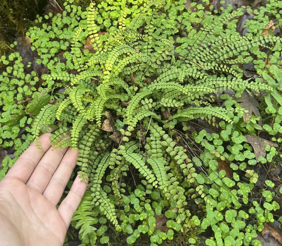 Maidenhair Spleenwort st. helens oregon Boise cascade