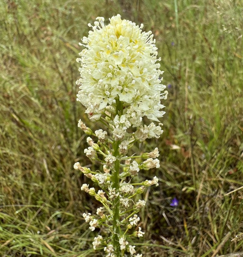 Meadow Deathcamas st. helens oregon Boise cascade