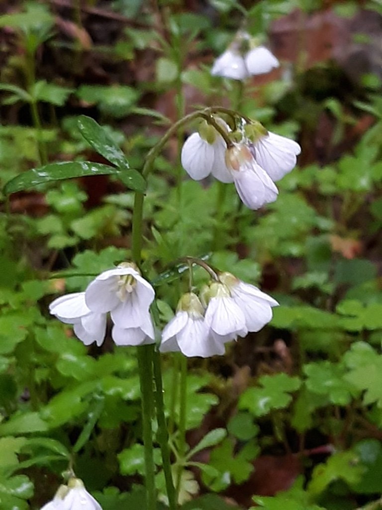 Nuttall's Toothwort st. helens oregon Boise cascade