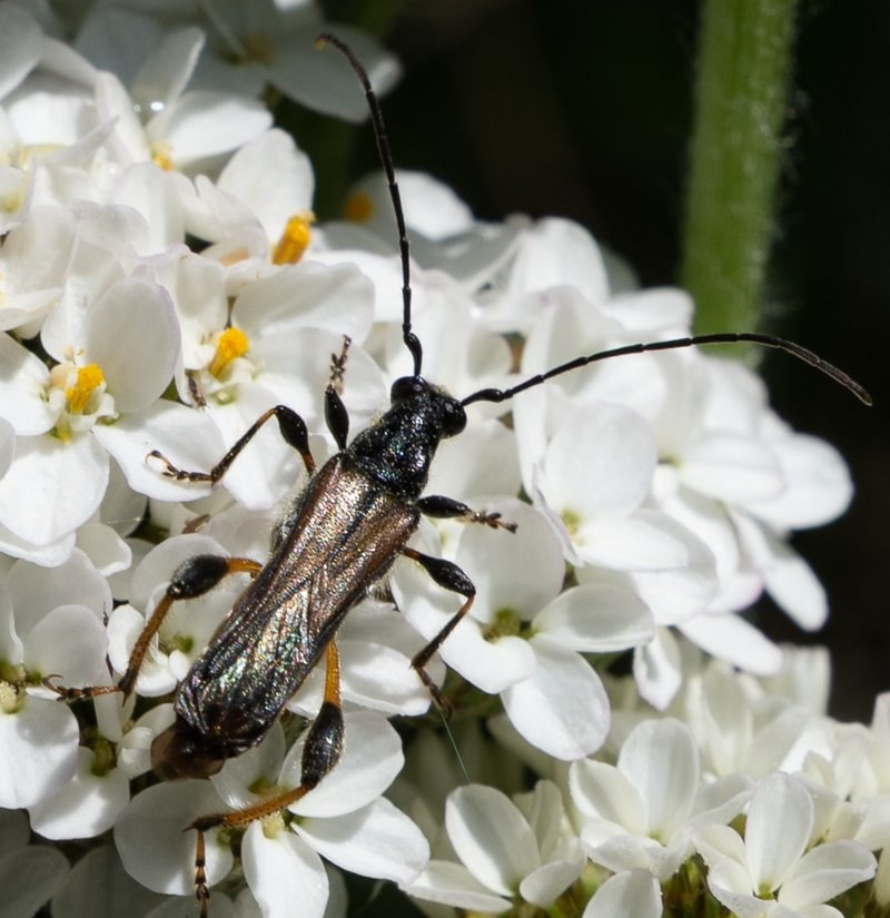 Callimoxys fuscipennis Research Grade boise cascade st. helens oregon