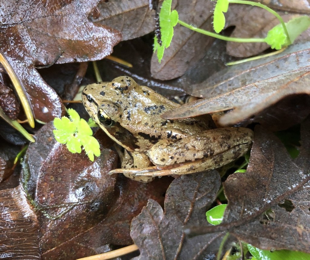 Northern Red-legged Frog boise cascade st. helens columbia county