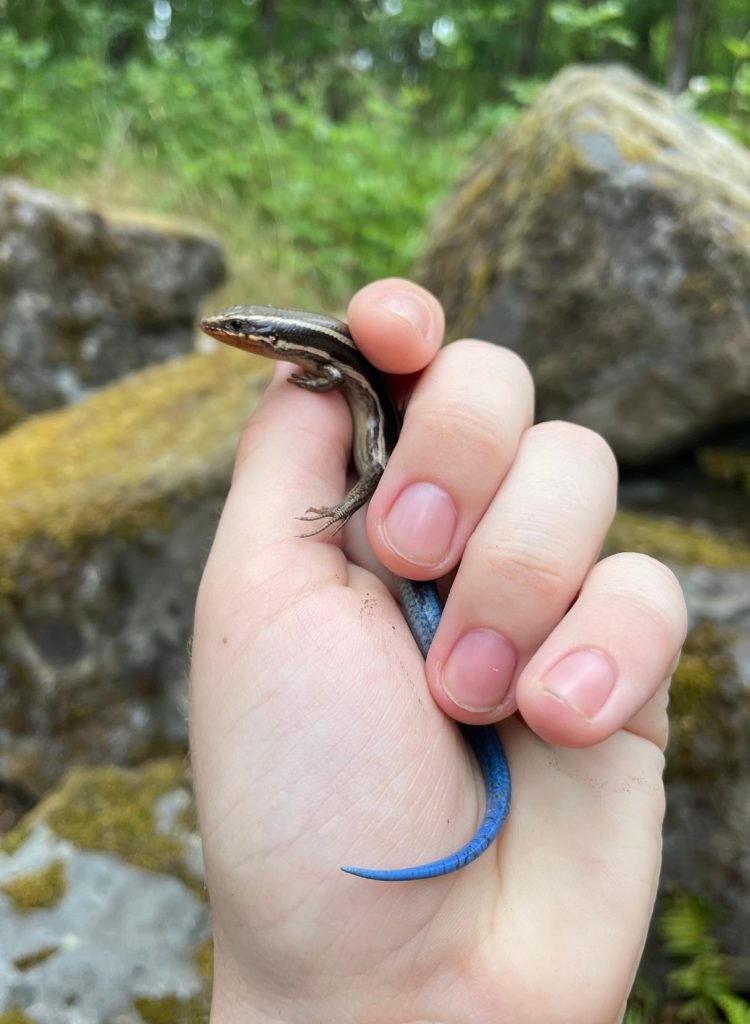 western skink boise cascade st. helens columbia county