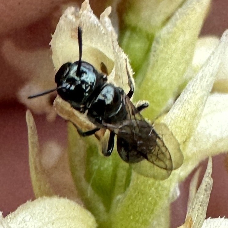 Spined Little Carpenter Bee boise cascade st. helens oregon