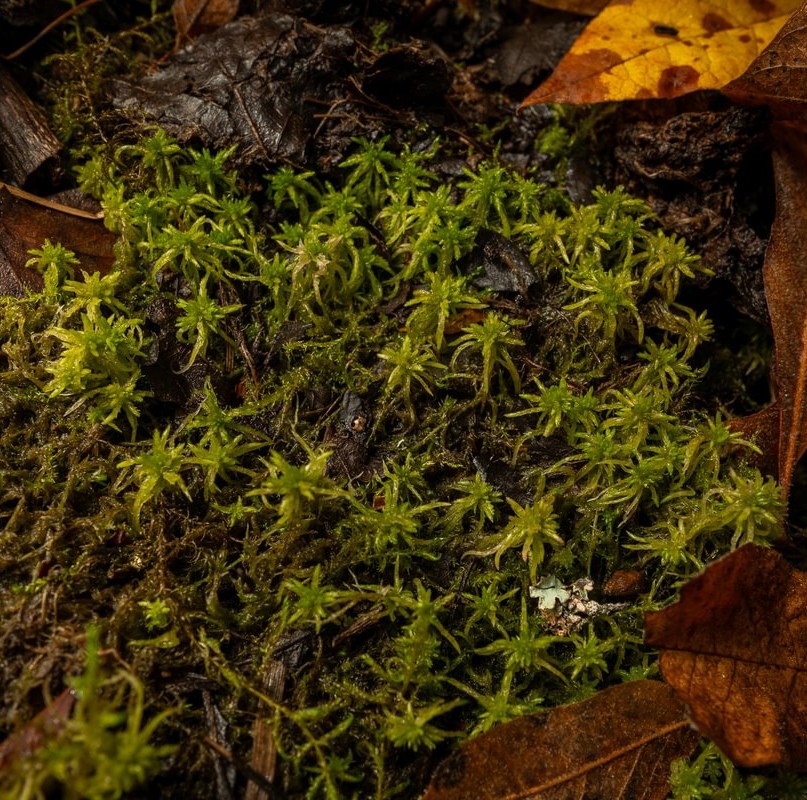 Mendocino Peatmoss Willamette Valley St. Helens boise cascade oregon