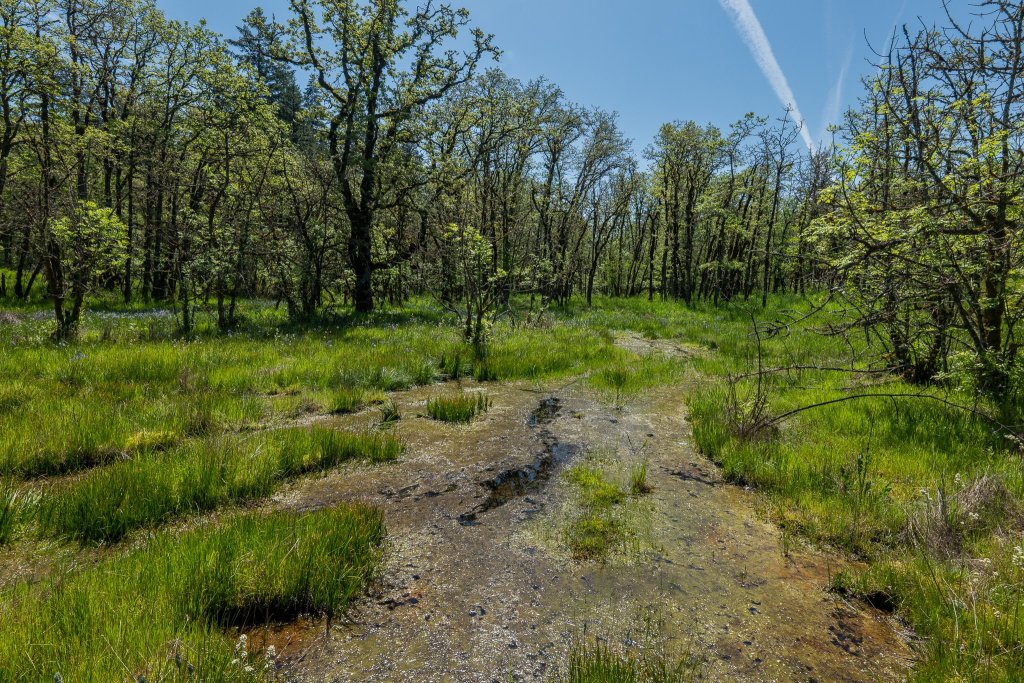 wetlands boise cascade st. helens industrial park oregon