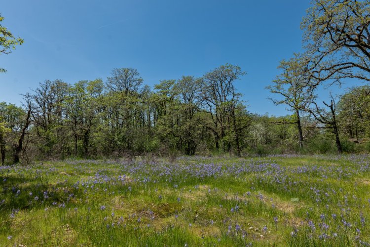 Camas and Oak at the old Boise Cascade site