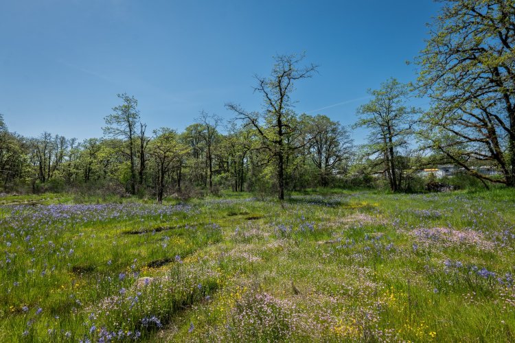 wildflowers boise cascade st. helens