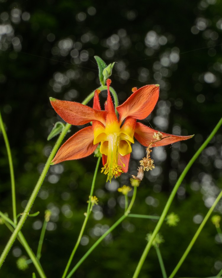 Western Columbine Boise Cascade St. Helens