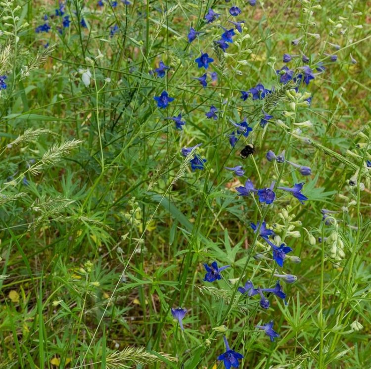Nuttall's Larkspur Boise Cascade st. helens oregon