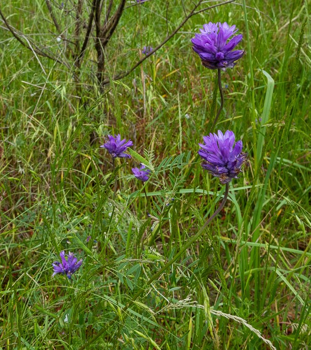 Ookow boise cascade st. helens oregon