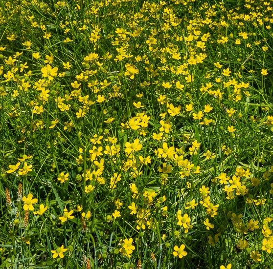 Western Buttercup boise cascade st. helens oregon