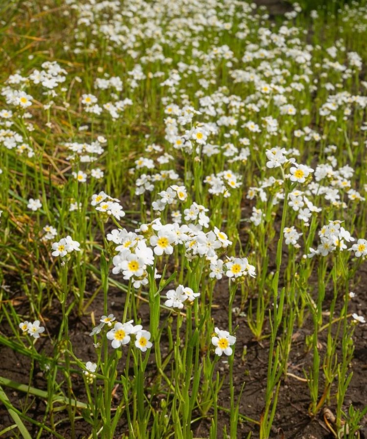 Fragrant Popcornflower st. helens oregon Boise cascade