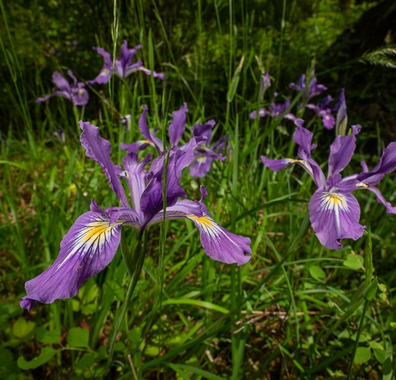 Oregon Iris boise cascade st. helens oregon