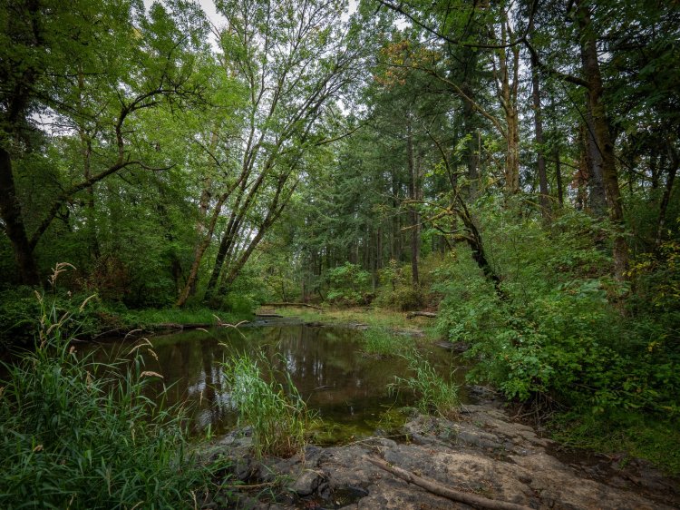 St. Helens Industrial Business Park oregon milton creek forest