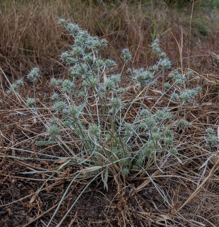 Oregon Coyote-thistle st. helens oregon Boise cascade
