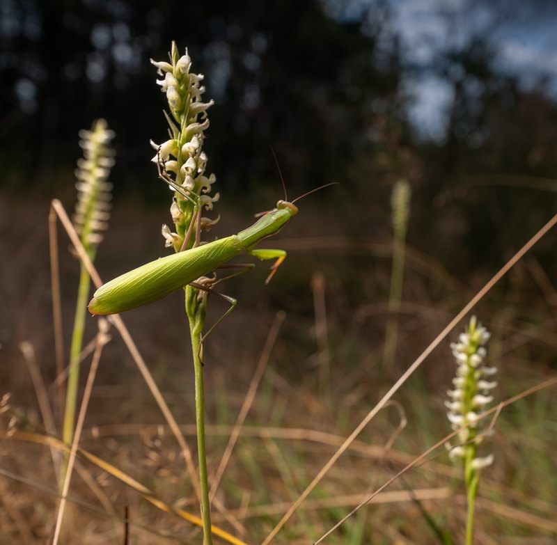 Hooded Ladies' Tresses st. helens oregon Boise cascade