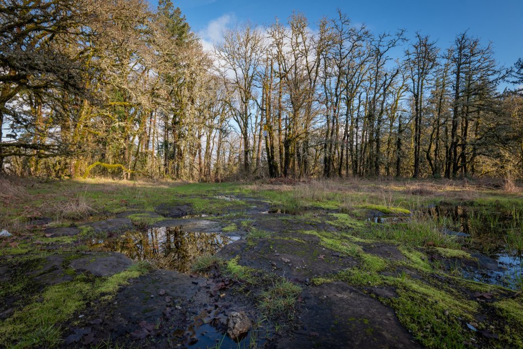 wetlands boise cascade st. helens industrial park oregon